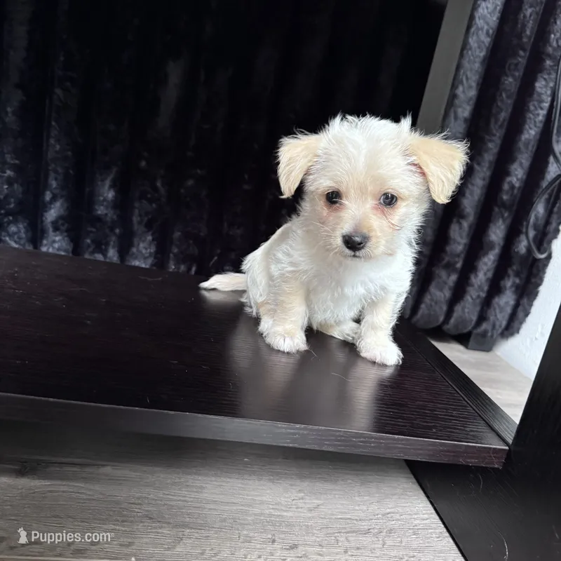 Dolly  – Chihuahua puppy for sale in Cleveland, TX