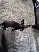 Millie, a female Chihuahua for sale in Cleveland, TX – 3 of 10