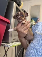 Nina , a female Chihuahua for sale in Cleveland, TX – 9 of 10