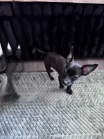Millie, a female Chihuahua for sale in Cleveland, TX – 4 of 10