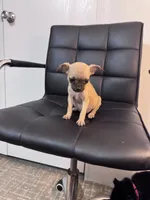 Honey, a female Chug for sale in Cleveland, TX – 3 of 10