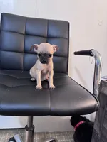 Honey, a female Chug for sale in Cleveland, TX – 8 of 10