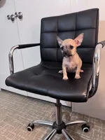 Penny, a female Chug for sale in Cleveland, TX – 4 of 10