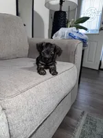 Charley, a male Miniature Schnauzer for sale in Cleveland, TX – 2 of 10