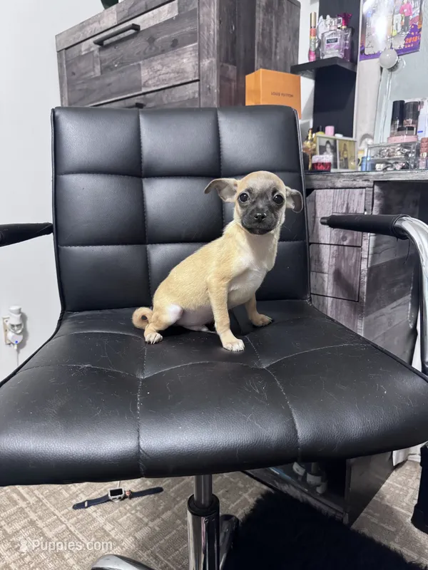 Milo – Chug puppy for sale in Cleveland, TX