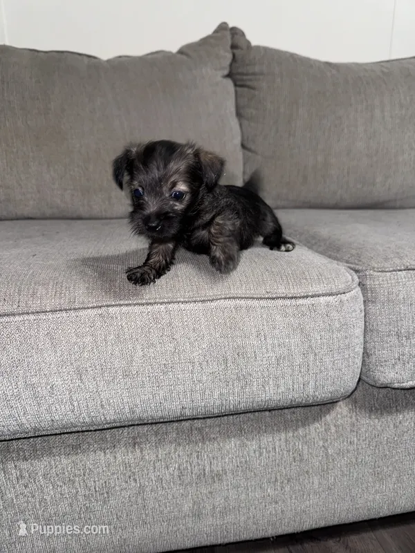 Charley – Miniature Schnauzer puppy for sale in Cleveland, TX
