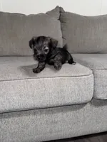 Charley, a male Miniature Schnauzer for sale in Cleveland, TX – 1 of 10