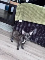 Millie, a female Chihuahua for sale in Cleveland, TX – 2 of 10