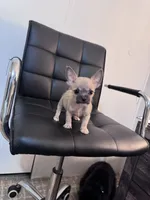 Ollie, a male Chug for sale in Cleveland, TX – 5 of 10
