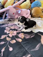 Eevee, a female Chihuahua for sale in Cleveland, TX – 8 of 8