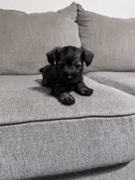 Charley, a male Miniature Schnauzer for sale in Cleveland, TX – 5 of 10