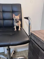 Potato, a female Chug for sale in Cleveland, TX – 7 of 10