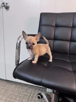 Ollie, a male Chug for sale in Cleveland, TX – 10 of 10