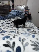 Oliver , a male Chorkie for sale in Cleveland, TX – 7 of 9