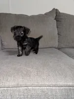 Charley, a male Miniature Schnauzer for sale in Cleveland, TX – 3 of 10