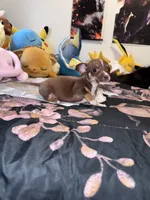 Nina , a female Chihuahua for sale in Cleveland, TX – 6 of 10