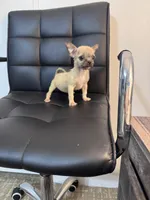 Potato, a female Chug for sale in Cleveland, TX – 8 of 10