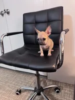 Penny, a female Chug for sale in Cleveland, TX – 7 of 10