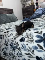 Oliver , a male Chorkie for sale in Cleveland, TX – 6 of 9