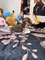 Nina , a female Chihuahua for sale in Cleveland, TX – 7 of 10
