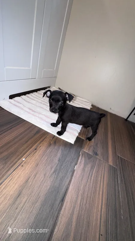 Millie – Chihuahua puppy for sale in Cleveland, TX