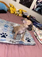 Milo, a male Chug for sale in Cleveland, TX – 5 of 10