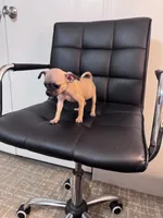 Honey, a female Chug for sale in Cleveland, TX – 4 of 10