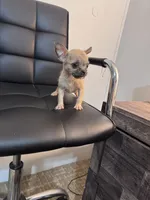 Potato, a female Chug for sale in Cleveland, TX – 10 of 10