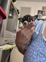 Bitty, a female Chihuahua for sale in Cleveland, TX – 2 of 8