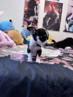 Eevee, a female Chihuahua for sale in Cleveland, TX – 6 of 8