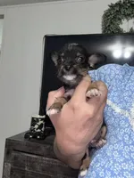 Oliver , a male Chorkie for sale in Cleveland, TX – 5 of 9