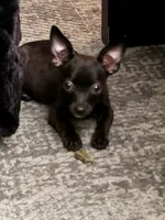 Millie, a female Chihuahua for sale in Cleveland, TX – 7 of 10
