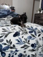 Oliver , a male Chorkie for sale in Cleveland, TX – 3 of 9