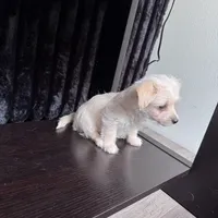 Dolly , a female Chihuahua for sale in Cleveland, TX – 2 of 10