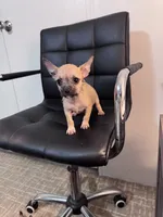 Penny, a female Chug for sale in Cleveland, TX – 2 of 10