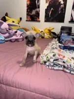 Sindy, a female Chug for sale in Cleveland, TX – 3 of 5