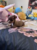 Nina , a female Chihuahua for sale in Cleveland, TX – 4 of 10