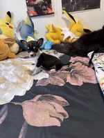 Bitty, a female Chihuahua for sale in Cleveland, TX – 6 of 8