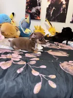 Nina , a female Chihuahua for sale in Cleveland, TX – 8 of 10