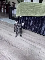 Millie, a female Chihuahua for sale in Cleveland, TX – 6 of 10