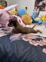 Nina , a female Chihuahua for sale in Cleveland, TX – 2 of 10