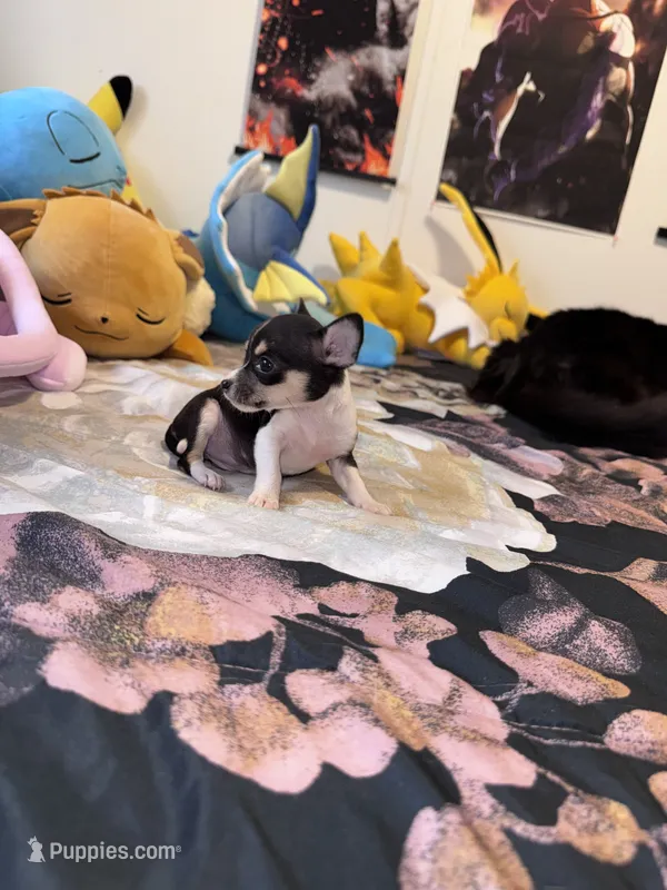 Bitty – Chihuahua puppy for sale in Cleveland, TX