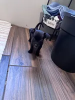 Millie, a female Chihuahua for sale in Cleveland, TX – 7 of 7