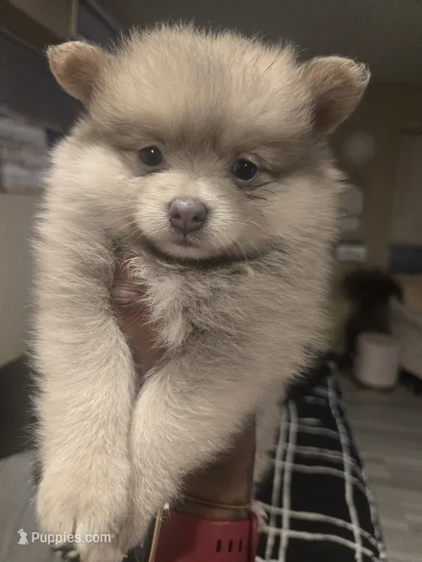 Teddy Bear – Pomeranian puppy for sale in St. Louis, MO