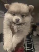 Teddy Bear, a male Pomeranian for sale in St. Louis, MO – 1 of 3