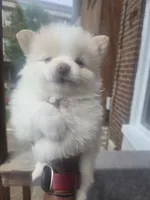 Snoh Bear, a male Pomeranian for sale in St. Louis, MO – 3 of 5