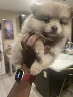Teddy Bear, a male Pomeranian for sale in St. Louis, MO – 3 of 3