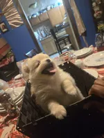 Goldie Bear, a female Pomeranian for sale in St. Louis, MO – 3 of 4