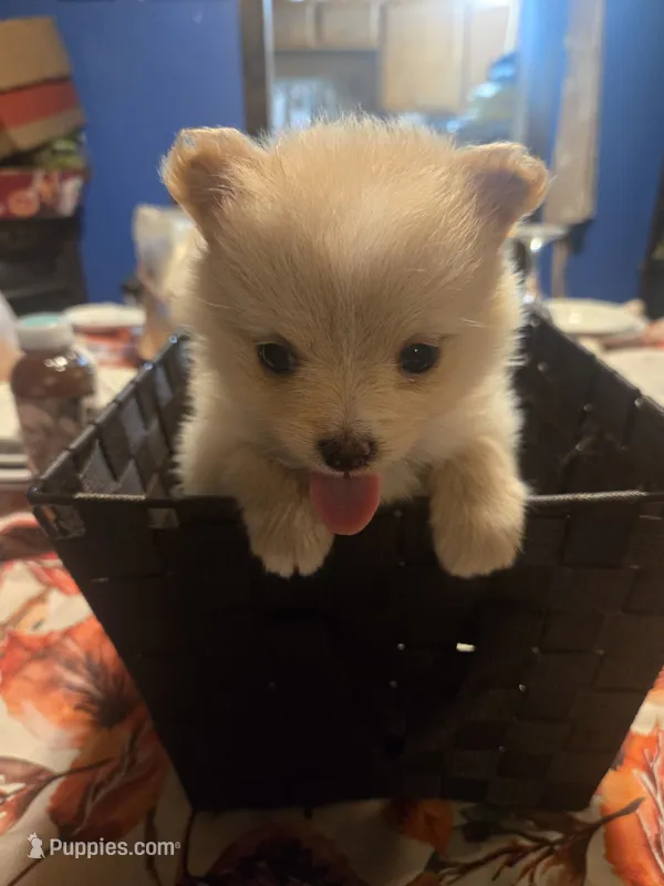 Goldie Bear – Pomeranian puppy for sale in St. Louis, MO