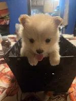 Goldie Bear, a female Pomeranian for sale in St. Louis, MO – 1 of 4